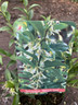 Sarcoccoca rusc. 'Dragon Gate' 2L