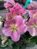 Hellebore frost kiss 'Penny's Pink'