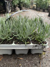 Lavender angustifolia (6 pack)