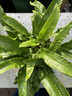 Asplenium scolopendrium (Fern) - XL