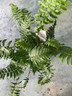 Dryopteris atrata - M