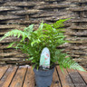 Dryopteris atrata - M