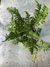 Polypodium vulgare (fern) - M