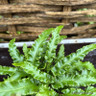 Asplenium scolopendrium 'Angustifolium' - S