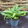 Asplenium scolopendrium 'Angustifolium' - S