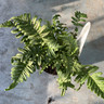 Polypodium vulgare - S