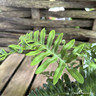 Polypodium vulgare - S