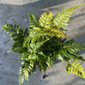 Dryopteris erythrosora 'Brilliance' (Fern) - S