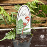 Dryopteris erythrosora 'Brilliance' (Fern) - S