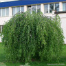 Betula 'Youngii' (Young's Weeping Birch) BAREROOT