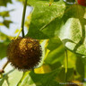 Platanus acerifolia (London Plane) POTTED
