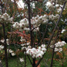 Sorbus cashmiriana - 175/200cm