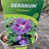 Geranium Rozanne - 3ltr