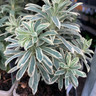 Euphorbia 'Silver Swan’ 1ltr pot