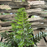 Polystichum polyblepharum - 3ltr pot (Fern)