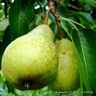 Pear 'Beth' 2yr tree on Quince A rootstock