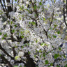 Pyrus calleryana 'Chanticleer (Callery Pear) 12/14cm