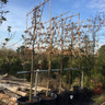 Pleached Hornbeam 12/14cm girth, 1.5m stem (Carpinus betulus)