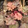 Heuchera 'Boysenberry - 15cm pot