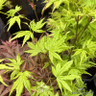 Acer 'Going Green' 1ft