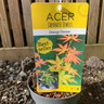 Acer palmatum 'Orange Dream' - 1ft