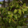 Carpinus betulus (Hornbeam) - Standard (18/20cm girth)