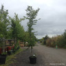 Carpinus betulus (Hornbeam) - Feathered (16-18cm girth)