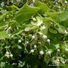 Tilia cordata (Small-leaved Lime) 20-25cm girth