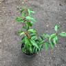 Prunus lusitanica 'Angustifolia (Portuguese Laurel) - 3L