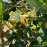Lonicera peri. 'Graham Thomas'