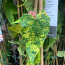 Abutilon megapotamicum