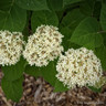 Hydrangea 'Lime Rickey'