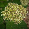 Hydrangea 'Lime Rickey'