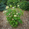 Hydrangea 'Lime Rickey'