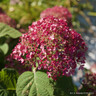 Hydrangea 'Pink Annabelle 3L
