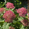 Hydrangea 'Pink Annabelle 3L