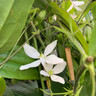 Clematis armandii 'Snowdrift'