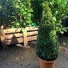 Box Cone 100cm (Buxus sempervirens)”