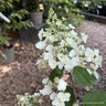 Hydrangea arborescens 'Pinky Winky'