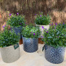 Hardy Campanula in RHS Poppy Pot
