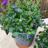 Hardy Campanula in RHS Poppy Pot