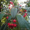 Cotoneaster cornubia - 60/80cm 10ltr shrub