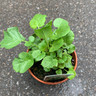 Landcress Variegated (11cm)