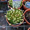 Armeria 'Alba' (11cm)