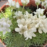 Armeria 'Alba' (00cm)