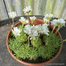 Armeria 'Alba' (00cm)