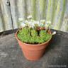 Armeria 'Alba' (00cm)