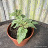 Bergamot, Red (11cm)