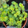 Oregano 'Golden'  (11cm)