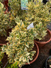 Euonymus japonica 'Bravo' 20ltr